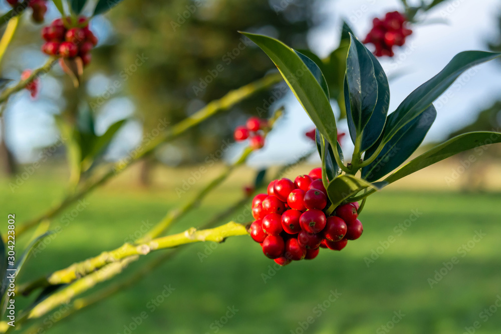 Obraz premium Red Berries in English Countryside