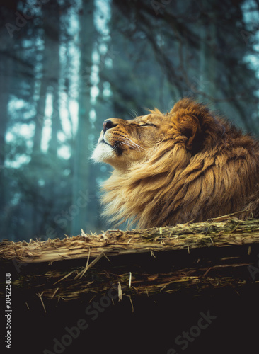 The lion of Berber photo