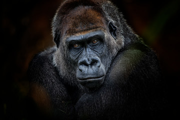 Glasbilder Tieren Gorilla-Look  © Jiří Fejkl