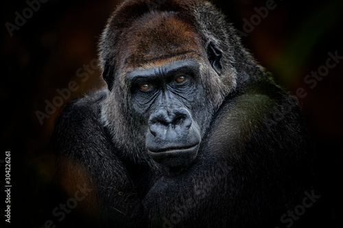 Photo gorilla look