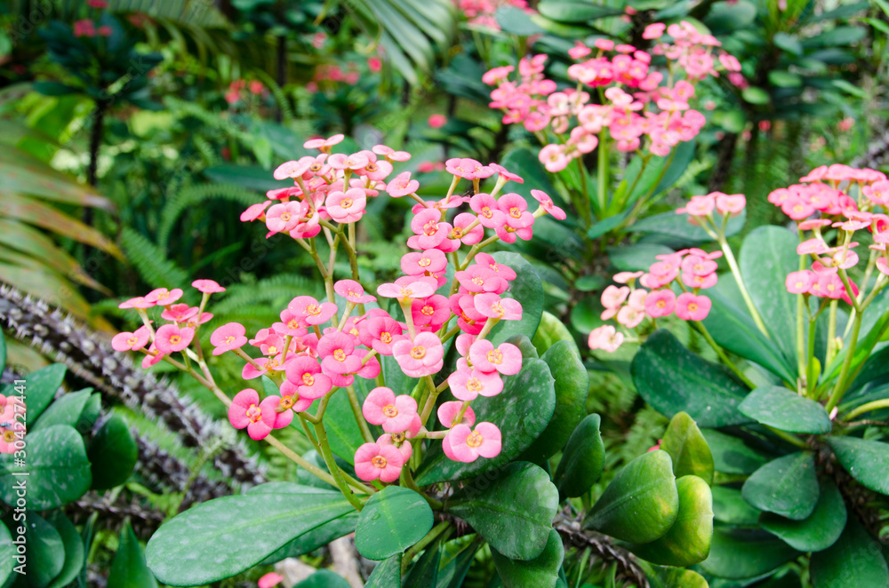 Flowers, Italy, Rome, Nature