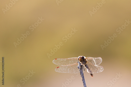 Tiny firefly chaser insect on the top of a stick macro still in La Camargue wetlands, France photo