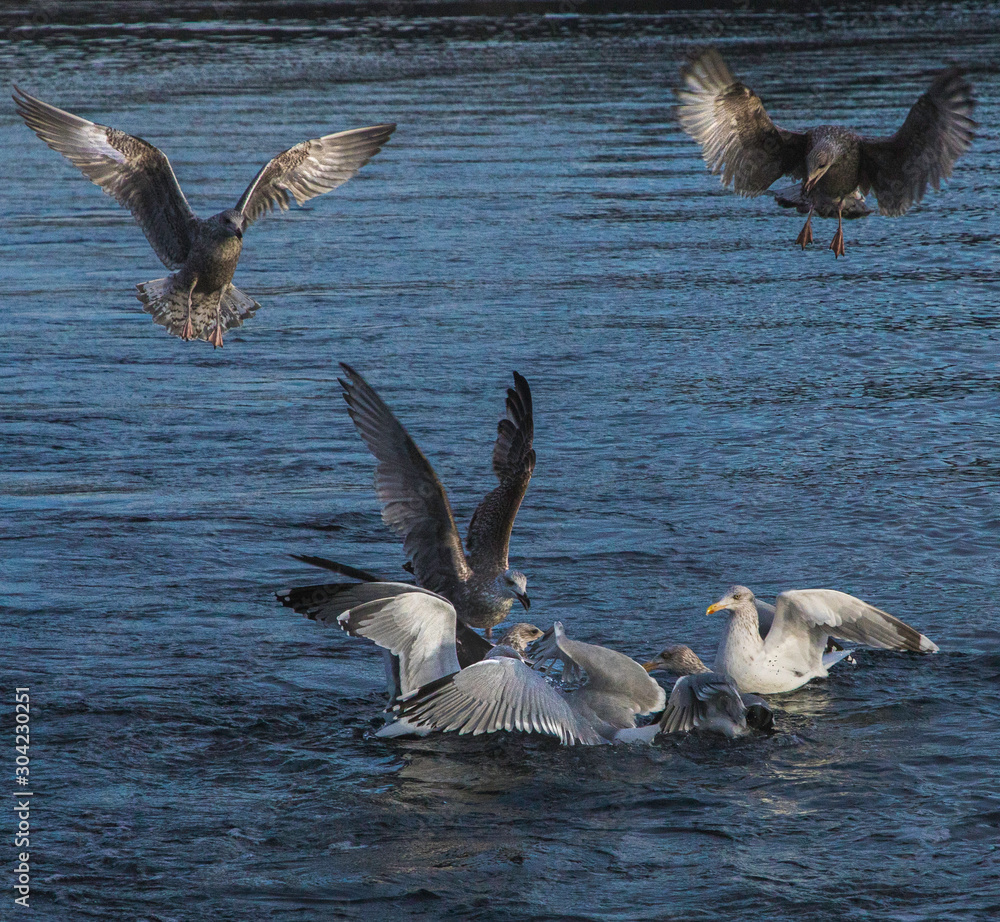 Fototapeta premium Seagulls under the sea, fishing