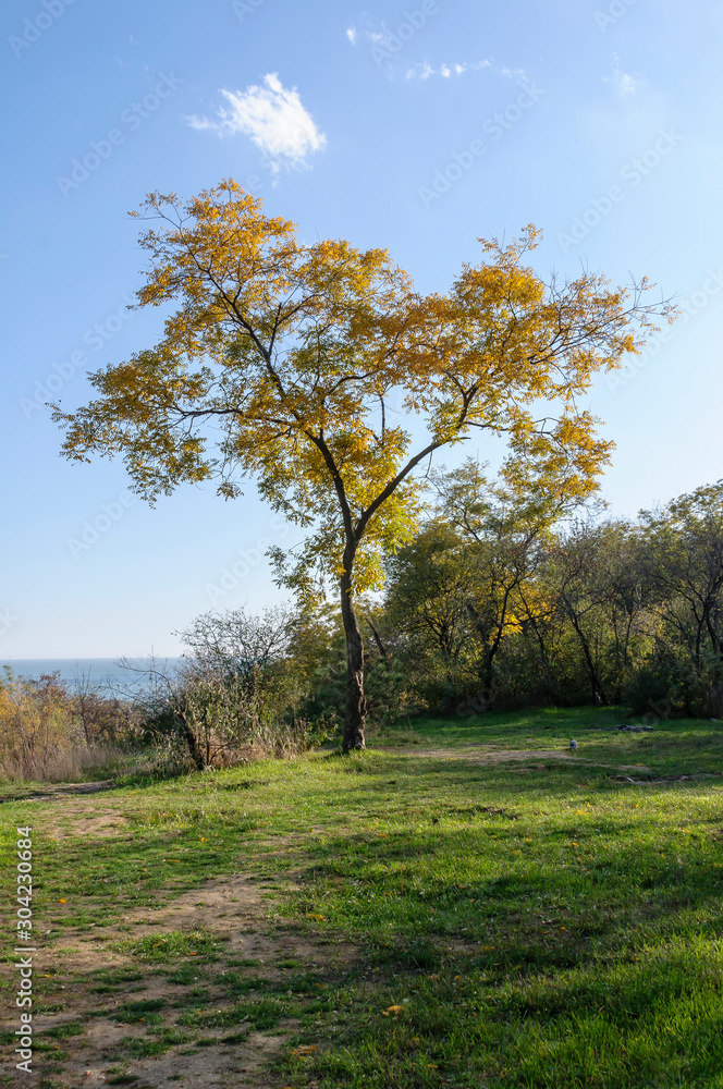 Autumn tree on the slopes by the sea.