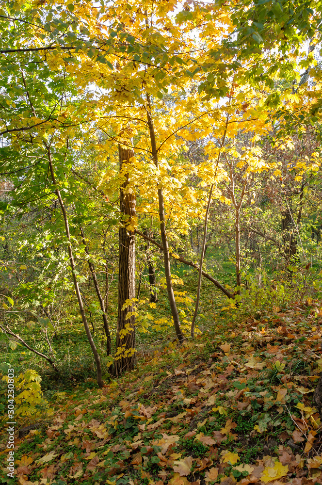 Fototapeta premium Autumn sunny forest. Warm day. Trees with yellow and green leaves.