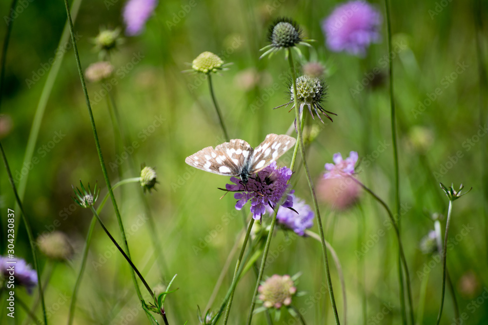 butterfly on a flower in the wild flower field