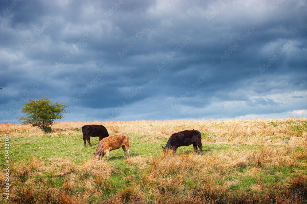 Cows grazing in meadows of the Peak District in Derbyshire Cows grazing in meadows of the Peak District in Derbyshire