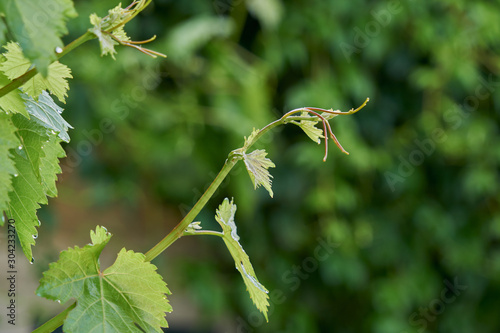 Canvas Print Branch of vine in growth and wanting to reach captor all the intensity of the su
