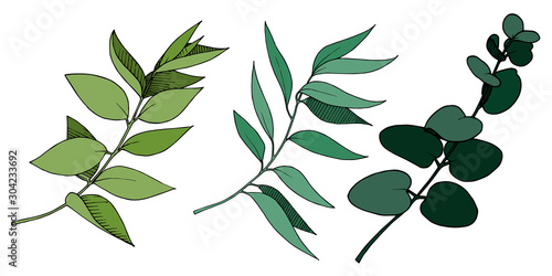Fototapeta Naklejka Na Ścianę i Meble -  Vector Eucalyptus leaves branch. Black and white engraved ink art. Isolated branches illustration element.