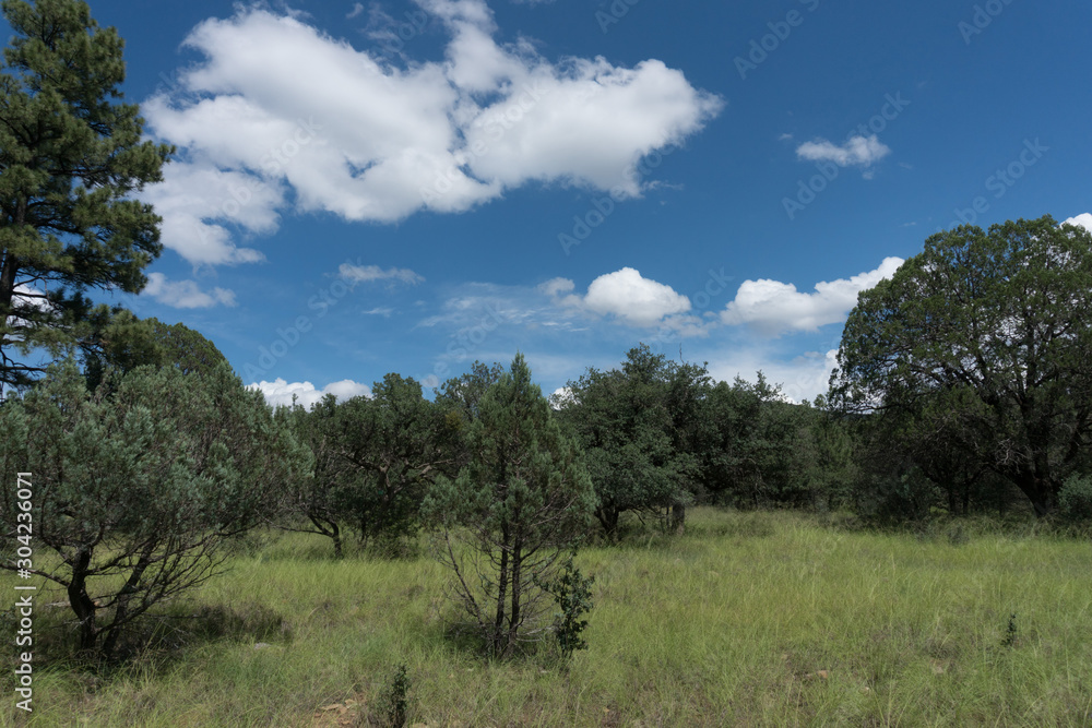 Trees in the Gila National Forest in New Mexico. Trees in the Gila National Forest in New Mexico.
