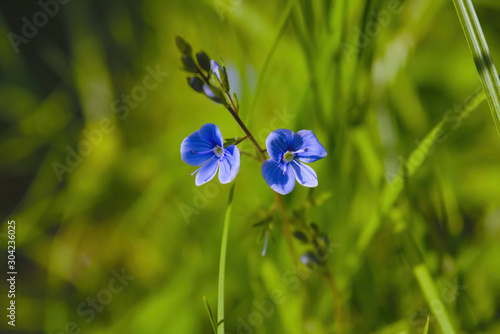 Blue flower in forest close-up. Spring wild flowers on natural blurred dark background , soft focus. Spring in forest