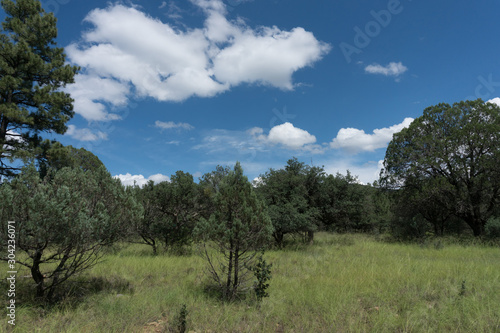 Trees in the Gila National Forest in New Mexico.