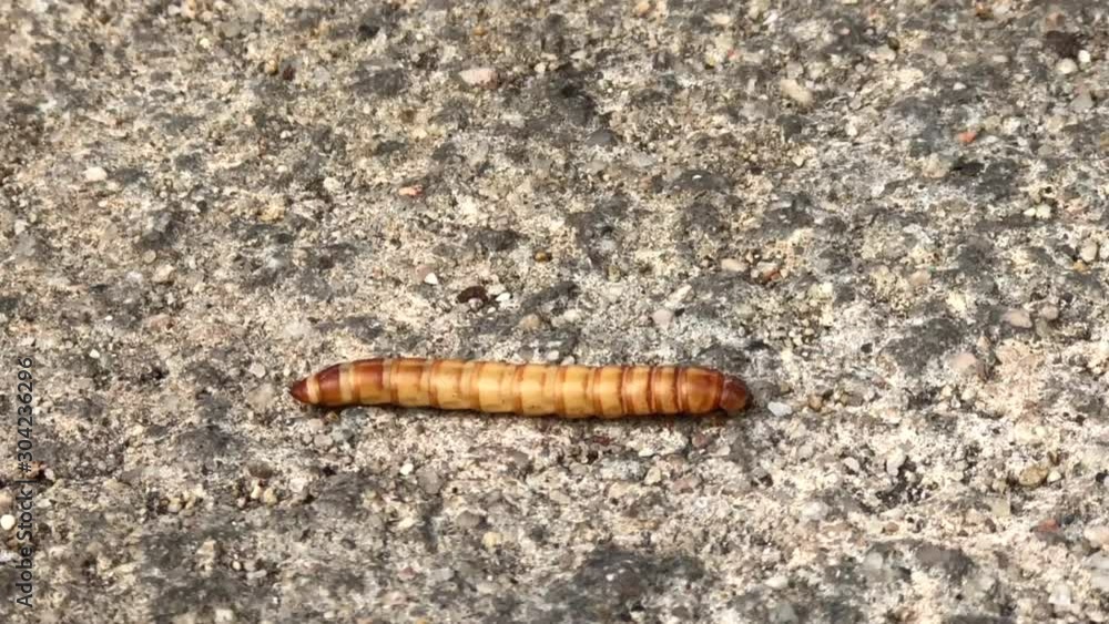 4K HD video of one meal worm crawling on concrete sidewalk. The larval