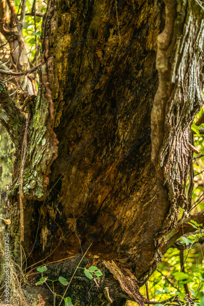 Obraz premium Much of the natural and man-made beauty you will see as you walk the trails of Sawgrass Lake Park.
