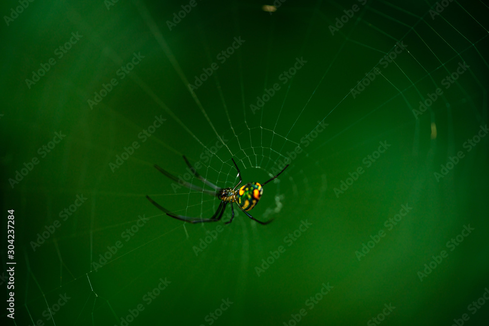 Amazing spiders and webs in Sawgrass Lake Park in St. Petersburg Florida. Amazing spiders and webs in Sawgrass Lake Park in St. Petersburg Florida.