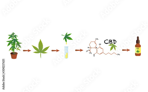 Potted cannabis bush, herb, cannabis leaf, test tube with cannabis oil, formula of CBD, jar with cannabis oil, isolated on white background, concept of hemp use in medicine.