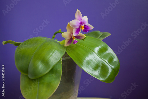 Beautiful rare orchid in pot on blue background photo