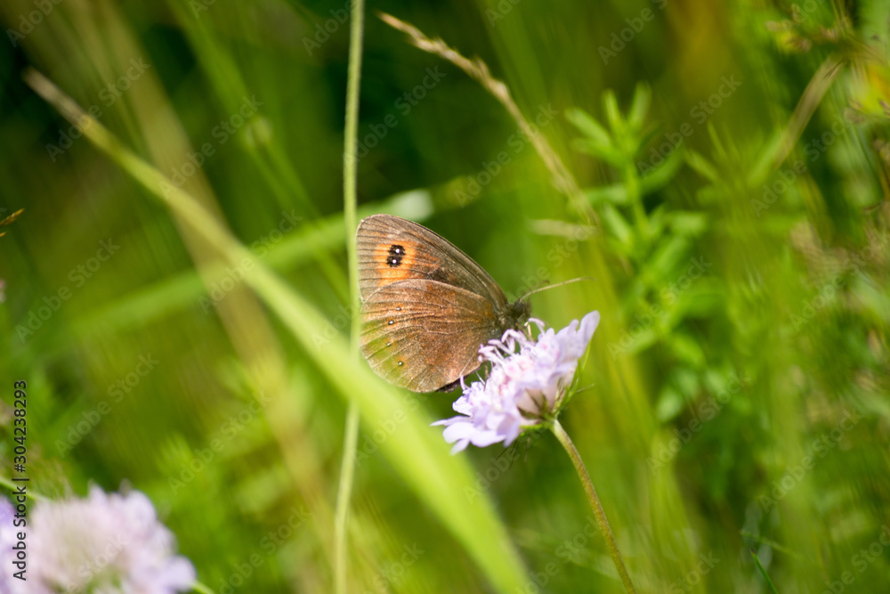 butterfly on a flower in a field butterfly on a flower in a field