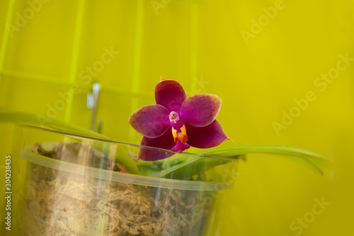 Beautiful rare orchid in pot on blurred background photo