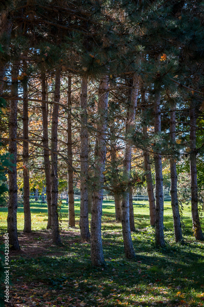 Obraz premium Pine forest and its shade in front of a sunny field