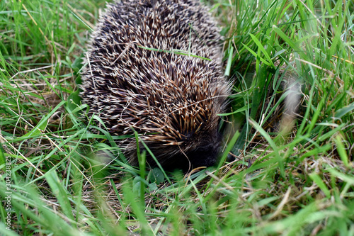 Photo of a hedgehog hiding in the grass