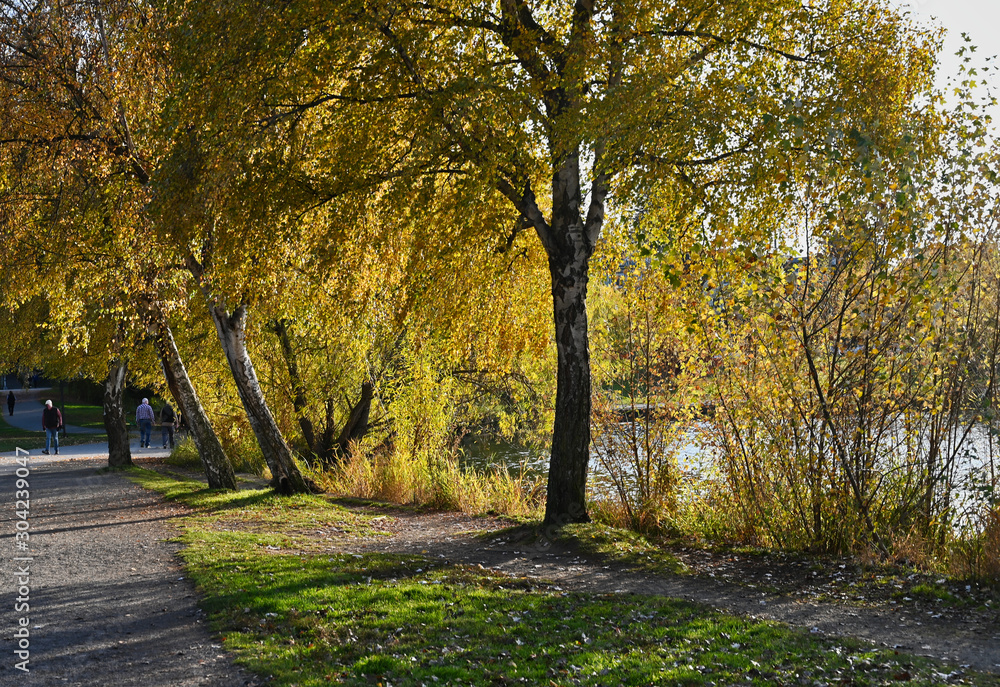 Golden Autumn Trees along Green Lake Side Path Seattle Washington Golden Autumn Trees along Green Lake Side Path Seattle Washington