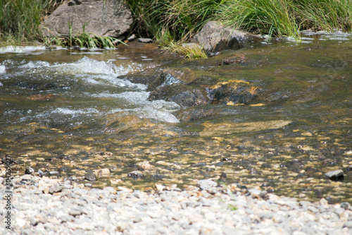 stream in forest in zlatibor mountain area serbia