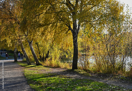 Golden Autumn Trees along Green Lake Side Path Seattle Washington