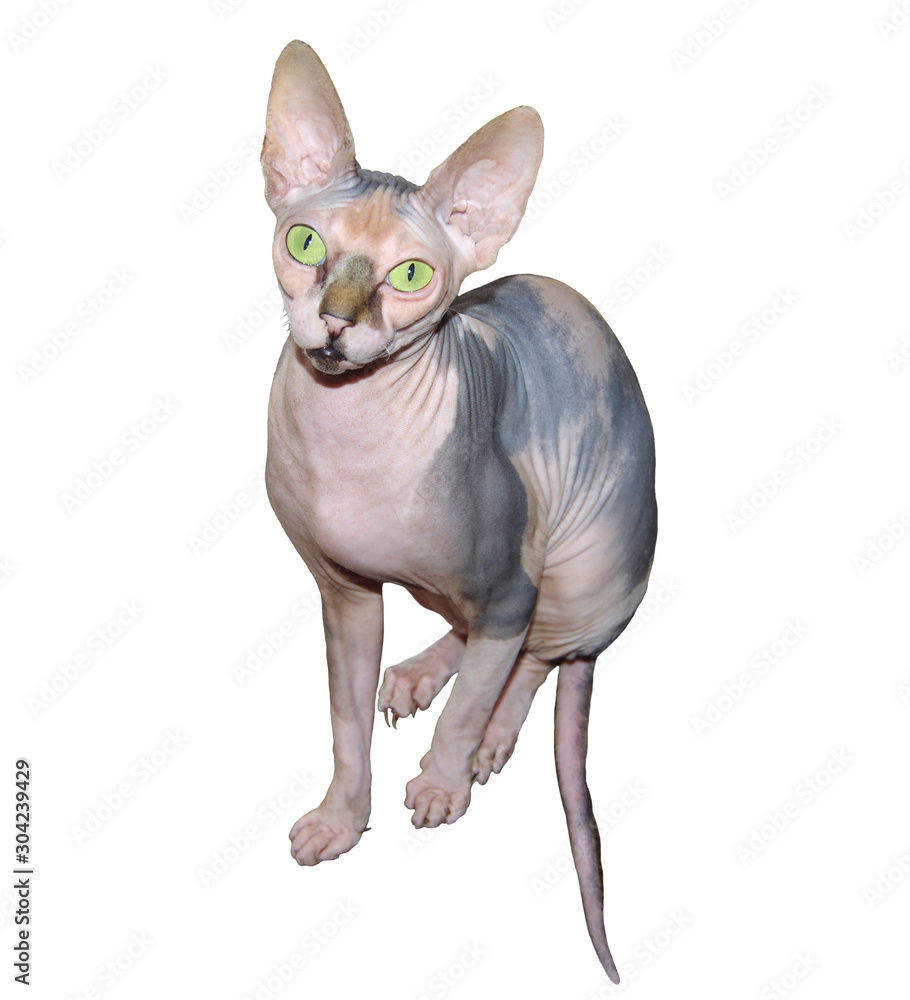 Sphynx hairless cat isolated on white background.