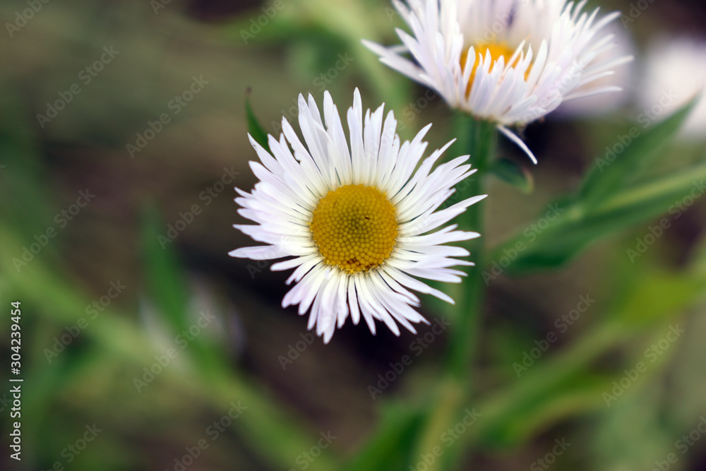 Beautiful flower with yellow center and white petals Beautiful flower with yellow center and white petals
