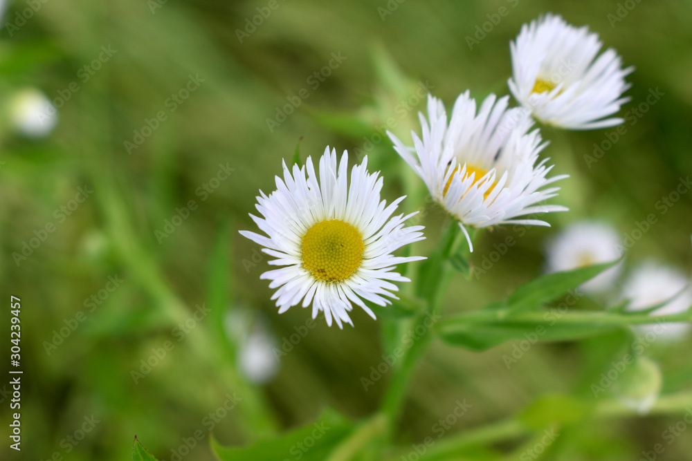 Summer flowers with yellow center and white petals. Summer flowers with yellow center and white petals.