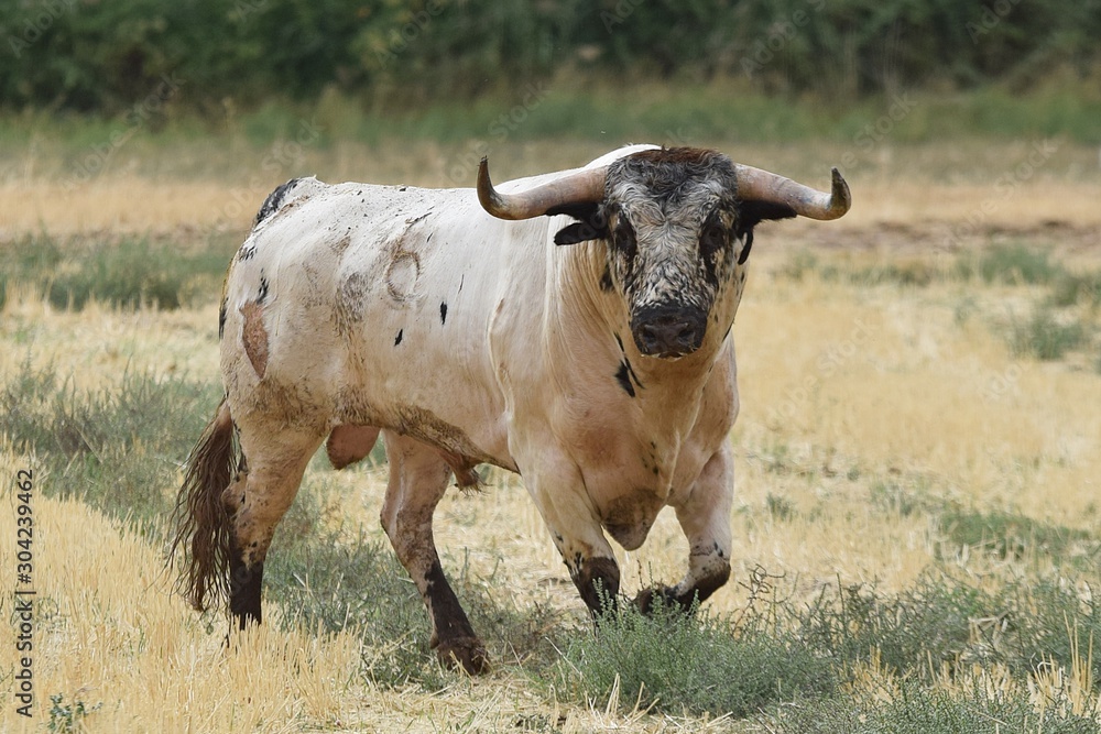 nice spanish bull running in the field nice spanish bull running in the field