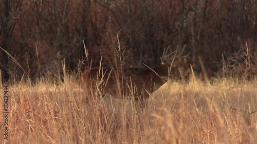 Whitetail Buck During the Fall Rut in Colorado