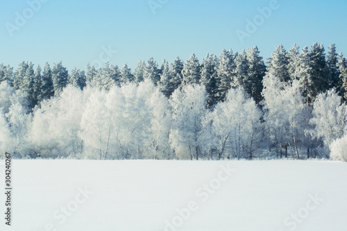 Winter snow forest background. Landscapes and cold nature, snowy trees. White ice scene and blue sky. Christmas frost. Frozen xmas. Outdoor wonderland. Panorama. Scenic view like in fairytale. © Roman Babakin