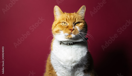 Portrait of short hair british red white cat on background of pink coral color.