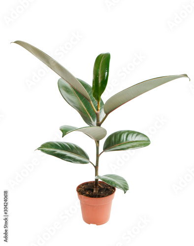 Ficus Elastica (Rubber Plant) in pot isolated on white background photo