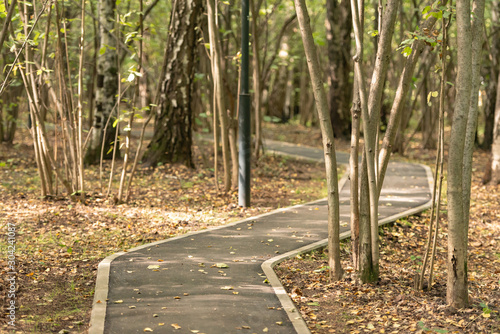 Asphalt path in the forest. The footpath as improvement. Autumn foliage on the path. photo