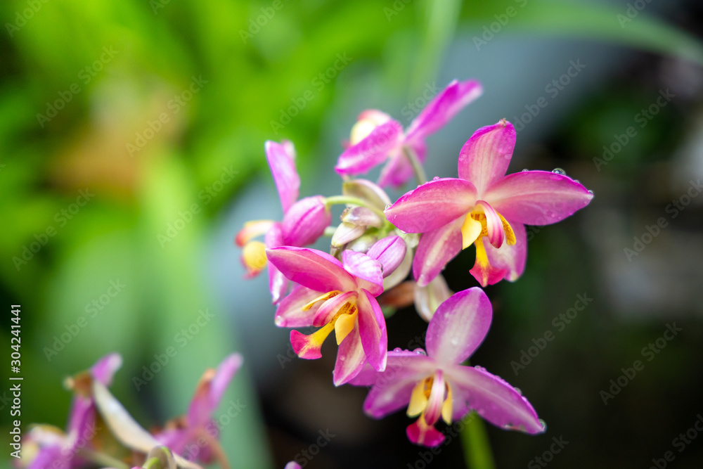 The background image of the colorful flowers The background image of the colorful flowers