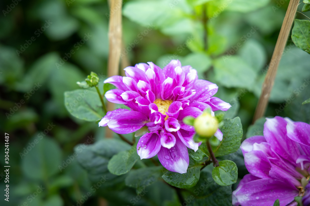 The background image of the colorful flowers The background image of the colorful flowers
