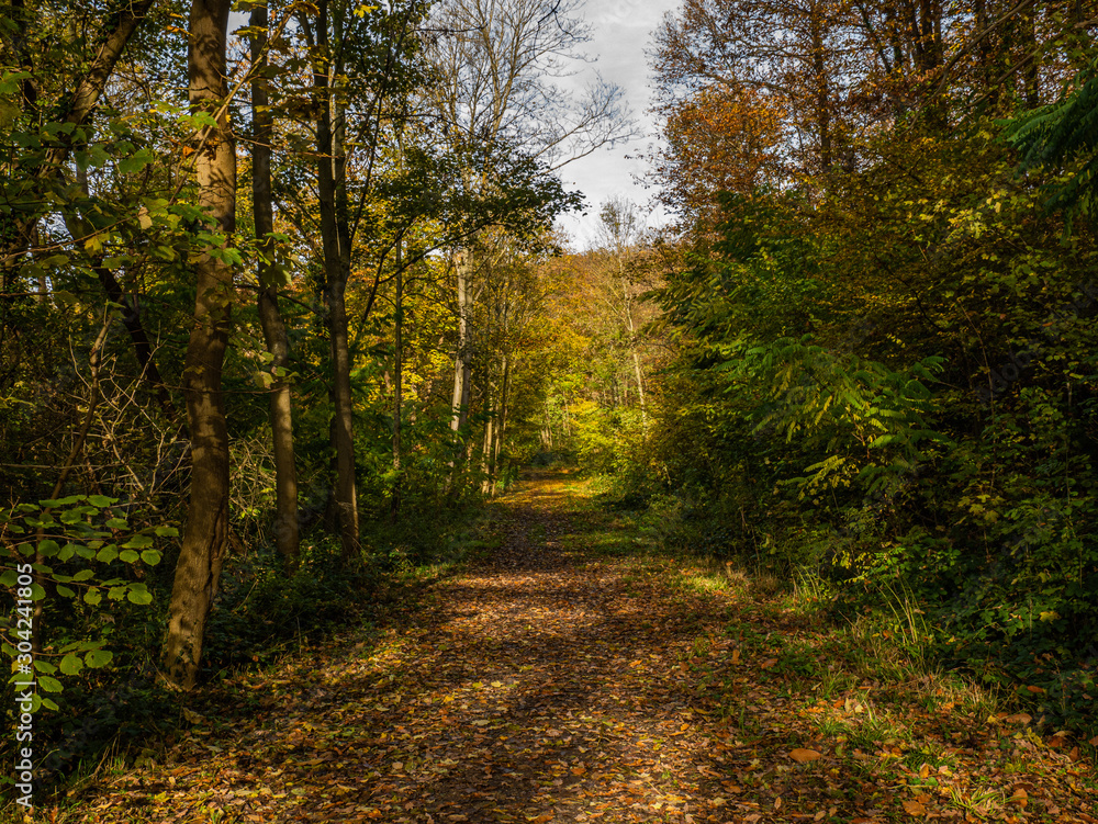 Ballade en forêt