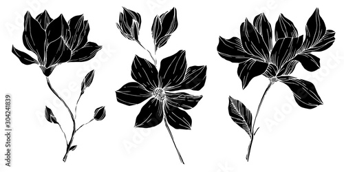 Vector Magnolia floral botanical flowers. Black and white engraved ink art. Isolated magnolia illustration element.