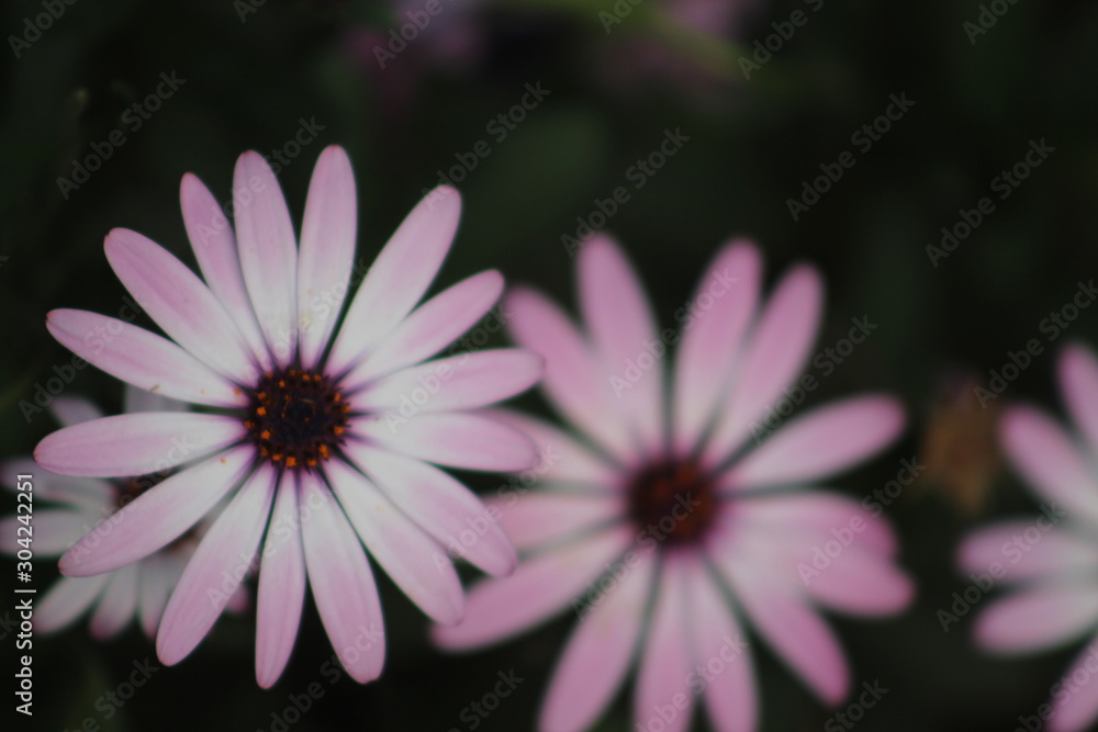 la diferentes flores gemelas Stock Photo | Adobe Stock
