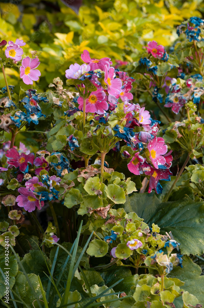diferentes colores diferentes colores