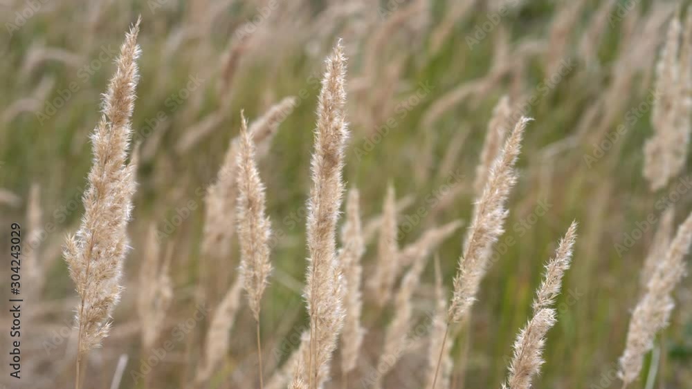 ears of grass swaying in wind on summer meadow ears of grass swaying in wind on summer meadow