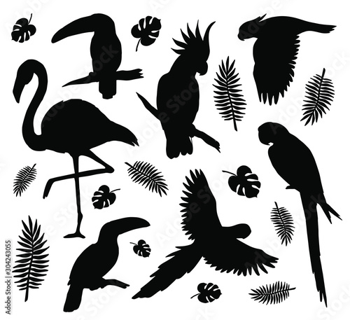 Vector set bundle of black tropical birds silhouette isolated on white background