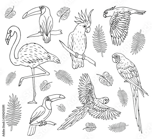 Vector set bundle of hand drawn doodle sketch outline tropical birds isolated on white background