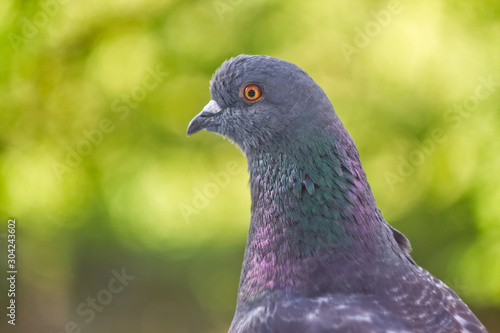 Portrait of pigeon macro on bright green background