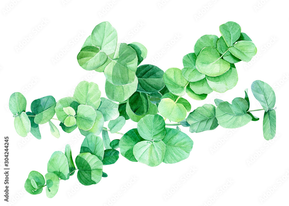 Obraz premium green branches and eucalyptus leaves, botanical painting, watercolor illustration