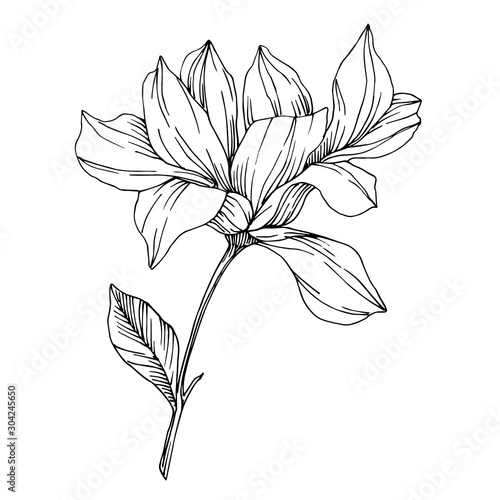 Vector Magnolia floral botanical flowers. Black and white engraved ink art. Isolated magnolia illustration element.