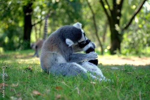 Tail eating Lemur